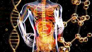 internal-organs-7111044_1280